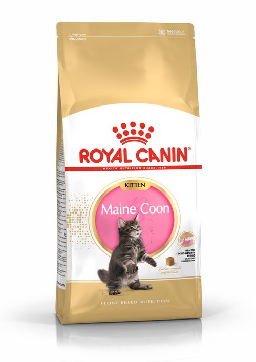 Chaton Maine Coon Royal Canin Shop