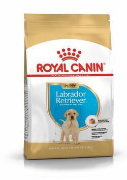 Chiot Labrador Retriever Royal Canin Shop