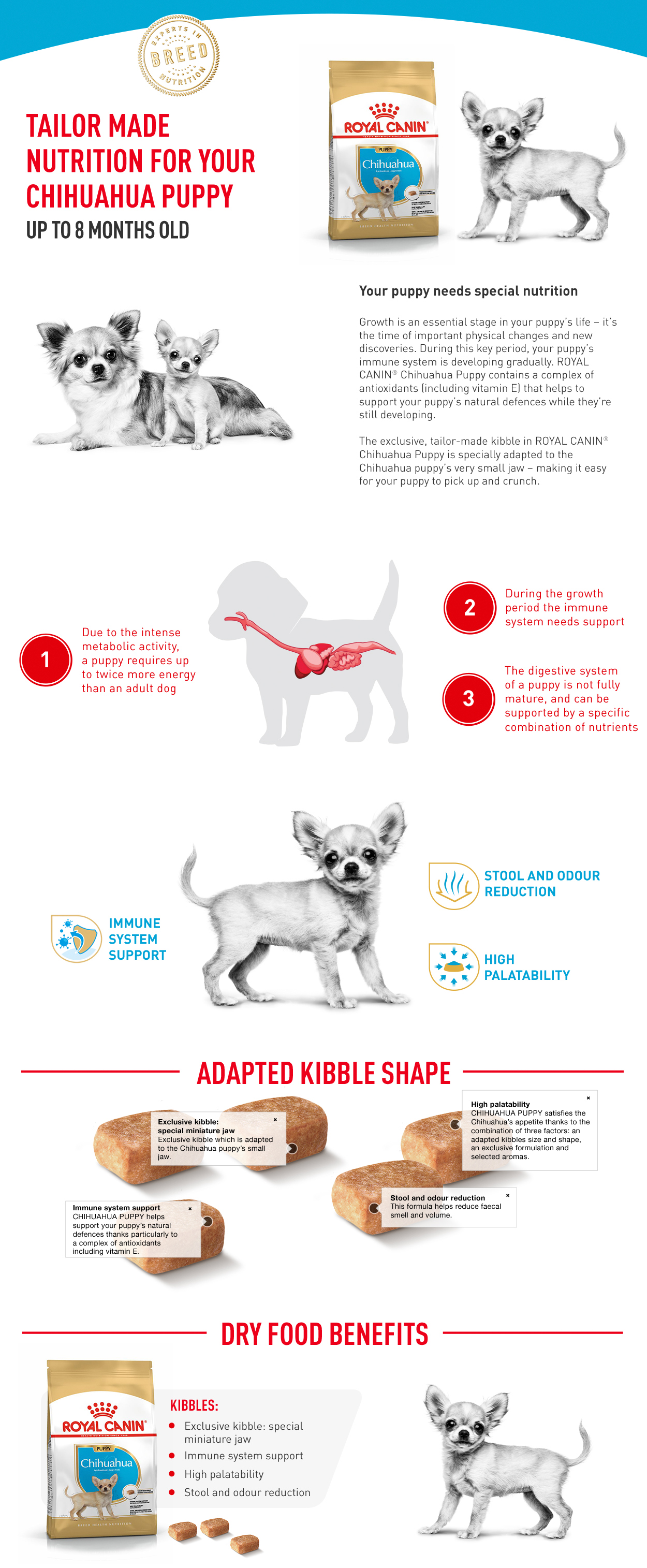 III. Essential Chihuahua Health Care Tips