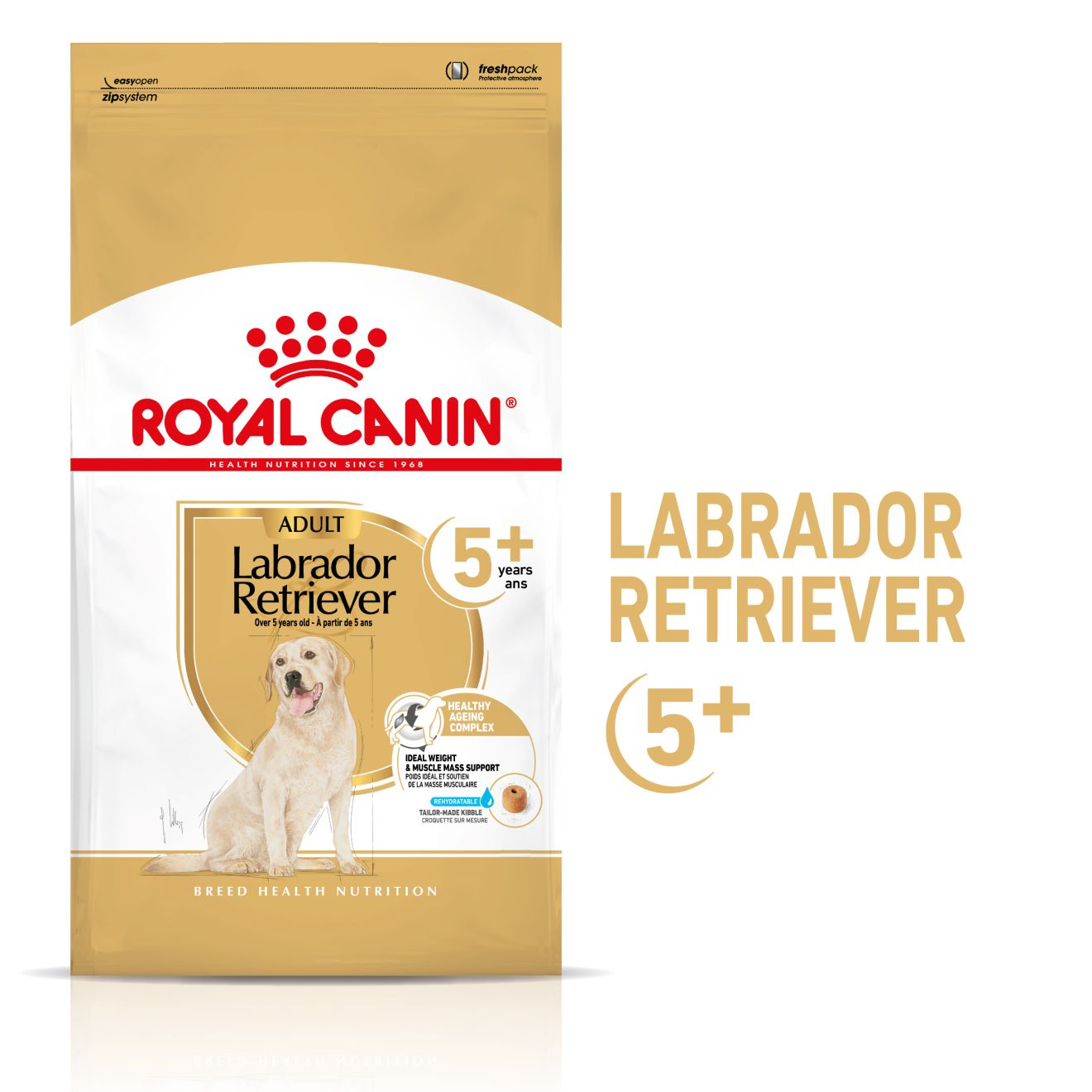 Labrador Retriever 5+
