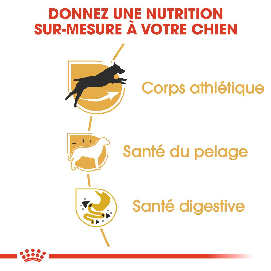 Setter Adulte