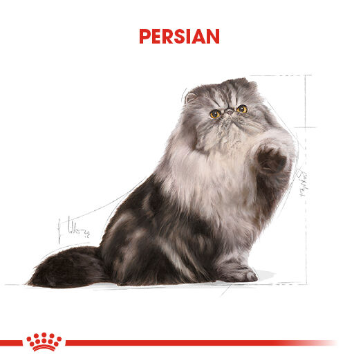 Persian Loaf
