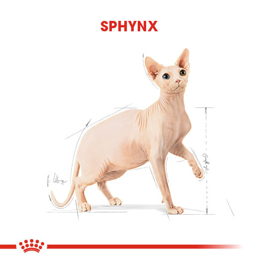 Sphynx