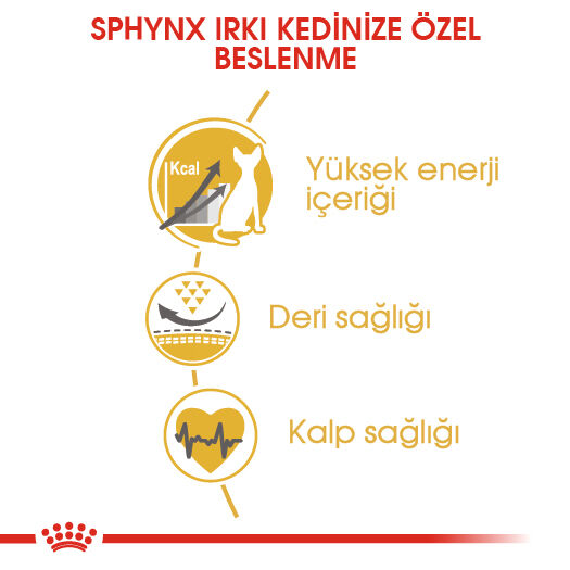 Sphynx