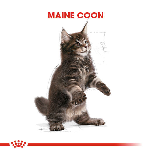 Maine Coon Kitten