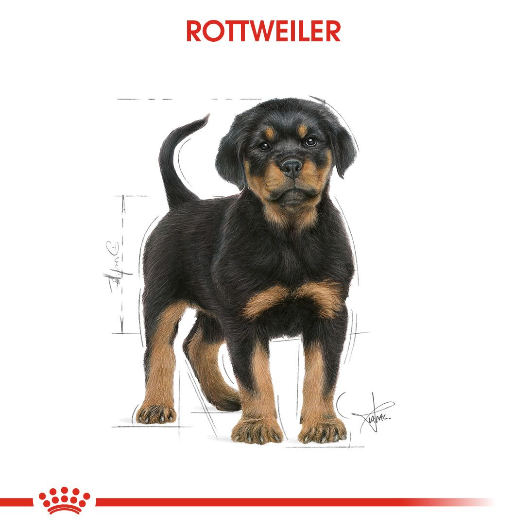 Rottweiler Puppy