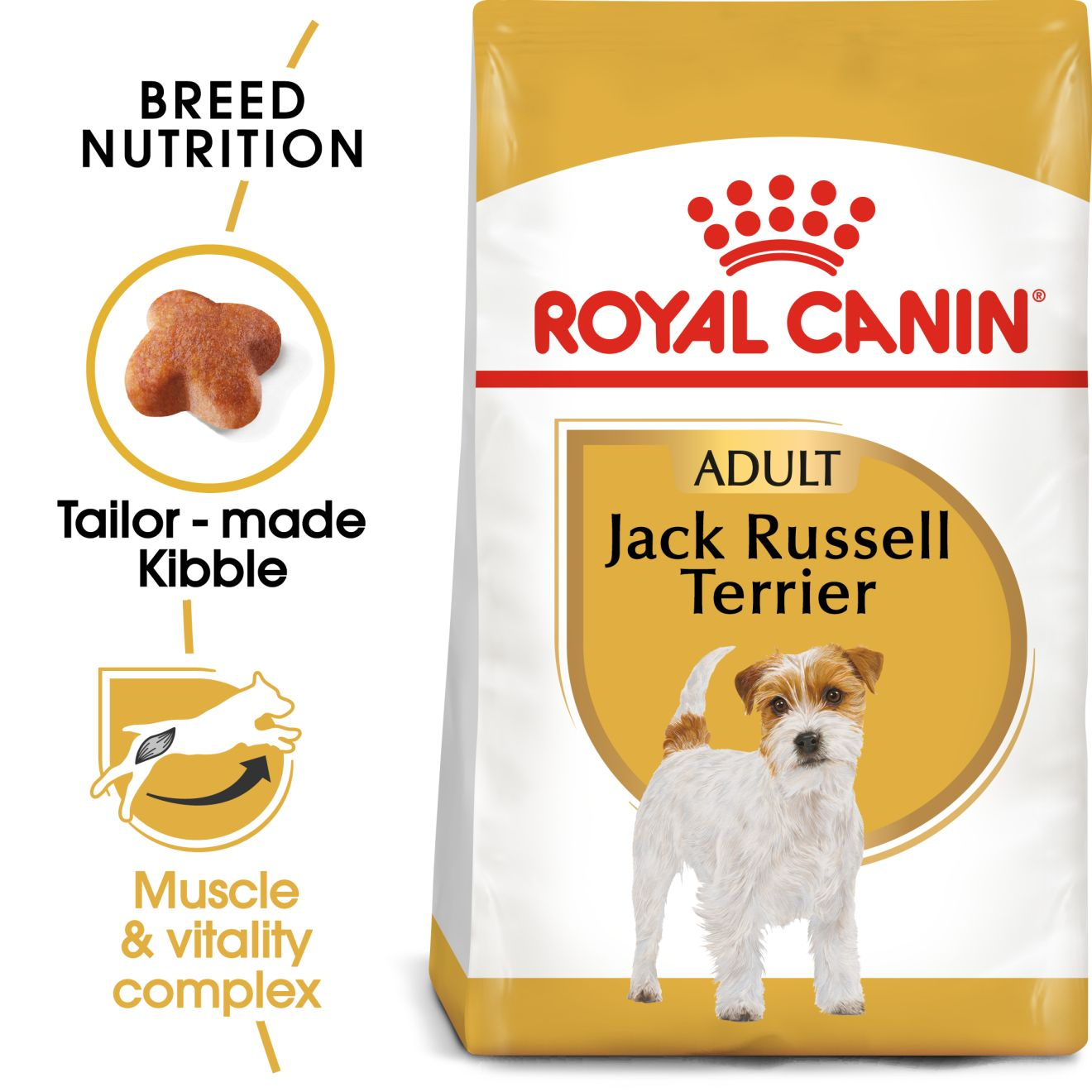 Jack Russell Adult
