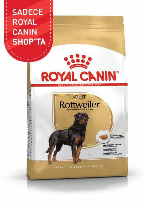 Rottweiler Adult