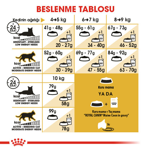 Maine Coon Adult