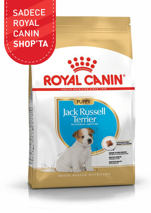 Jack Russell Puppy