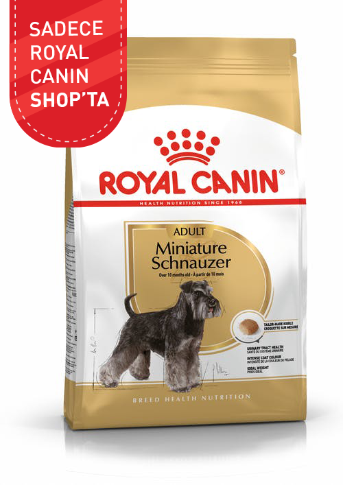 Miniature Schnauzer Adult