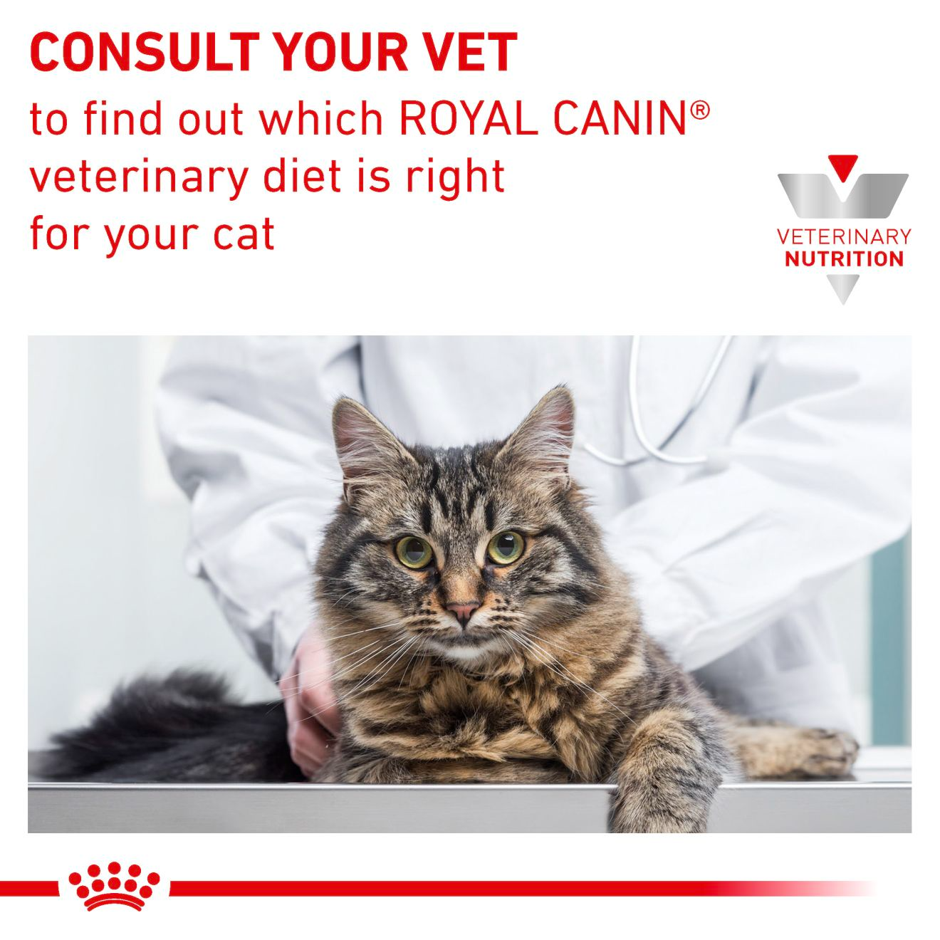 royal canin kd