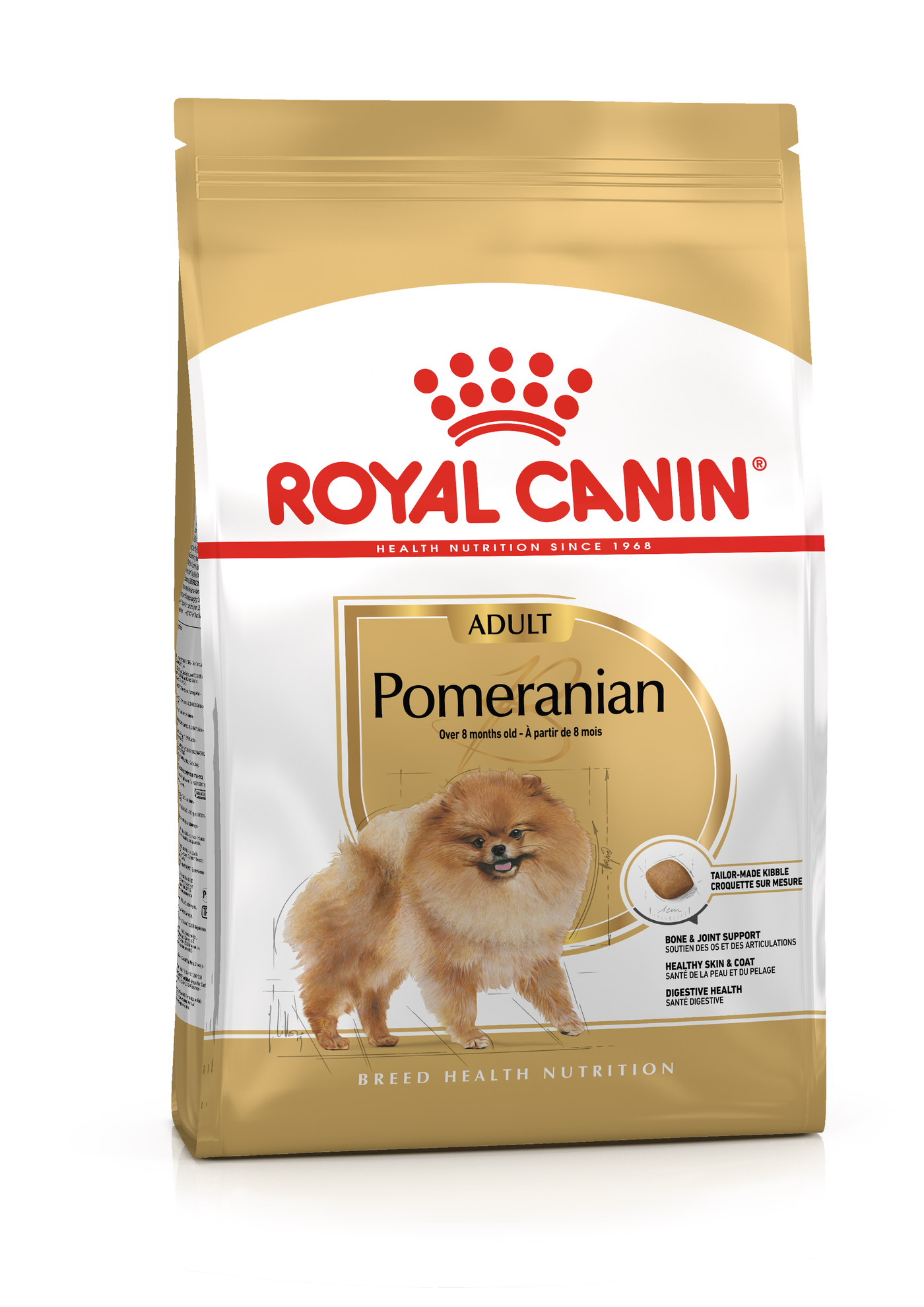 Pomeranian Adult