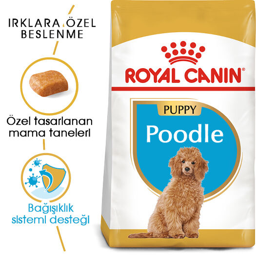 Poodle Puppy Kopekler Icin Komple Mama Ozellikle Poodle Irki Yavru Kopekler Icin 10 Aya Kadar Royal Canin Turkiye